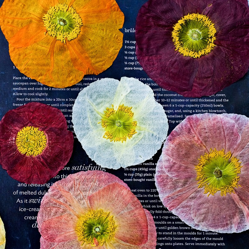 1pcs,Nature Field Poppy Presse - Resin Art Photo Frame ulasan dan harga