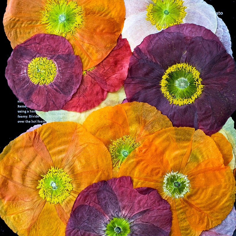 1pcs,Nature Field Poppy Presse - Resin Art Photo Frame ulasan dan harga