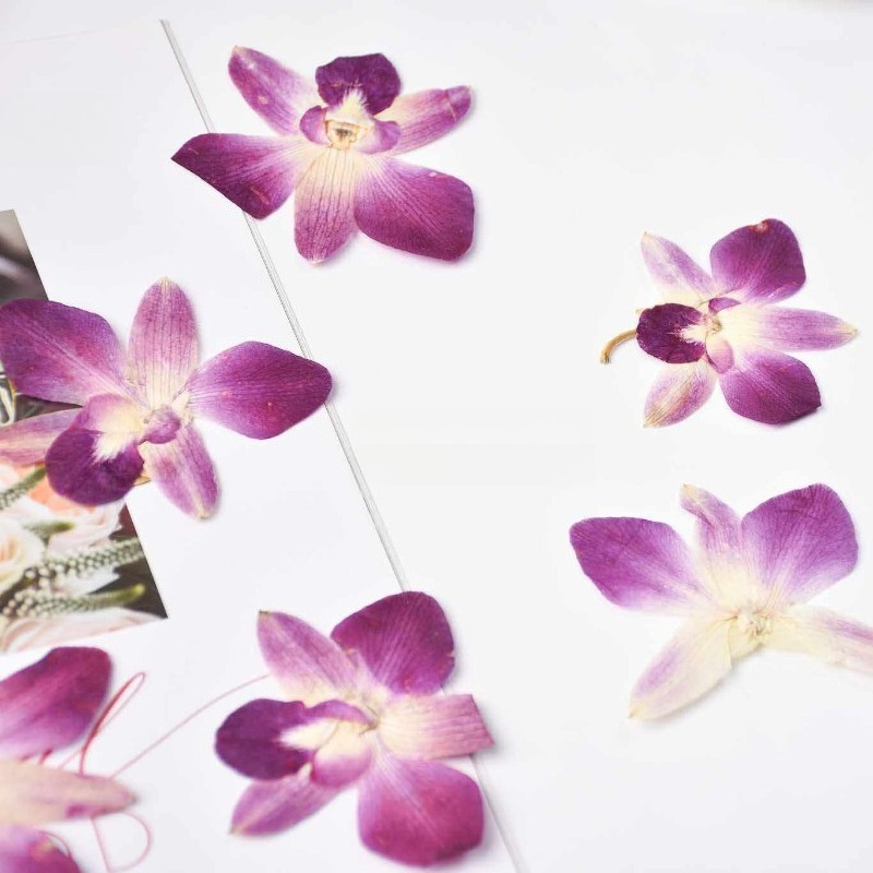 4pcs,Real Pressed Butterfly Or - Resin Art Photo Frame ulasan dan harga