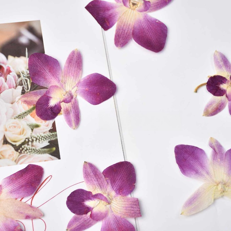 4pcs,Real Pressed Butterfly Or - Resin Art Photo Frame ulasan dan harga